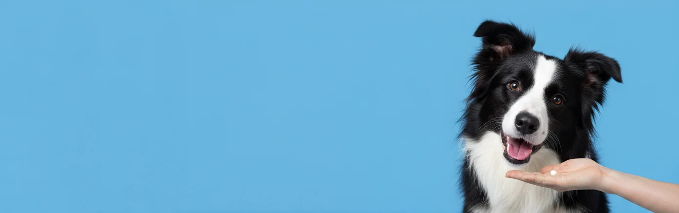 Affordable Care, Happier Pets